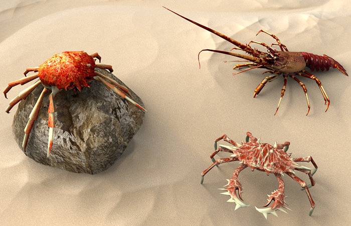 crostacei_01.jpg