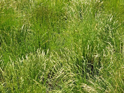 4906339-green-wild-grass.jpg