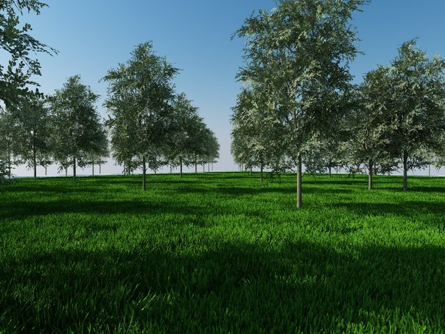 alberi proxy.jpg