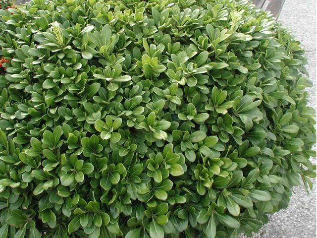 Pittosporum tobira nanum