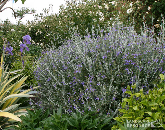 Teucrium fruticans.jpg