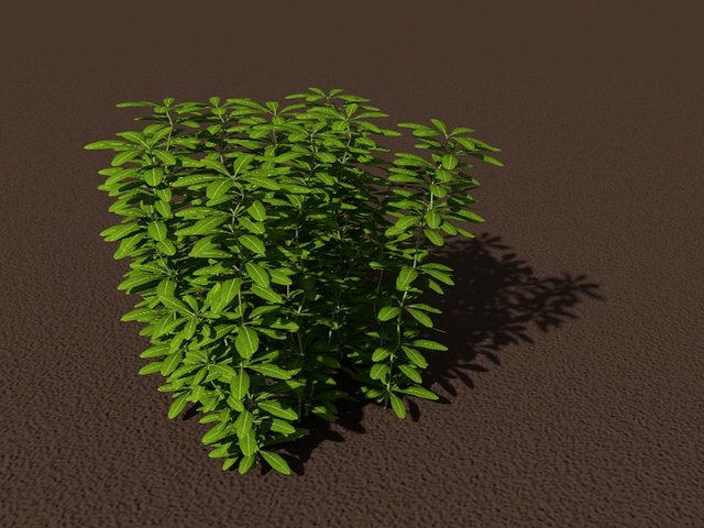 pittosporum.jpg
