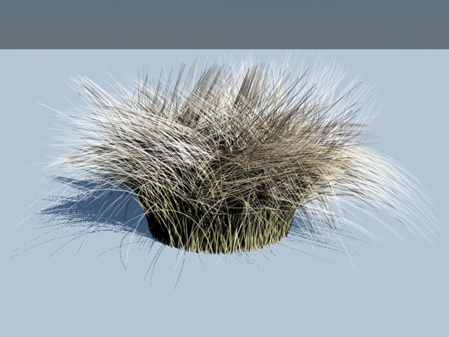 Stipa.jpg