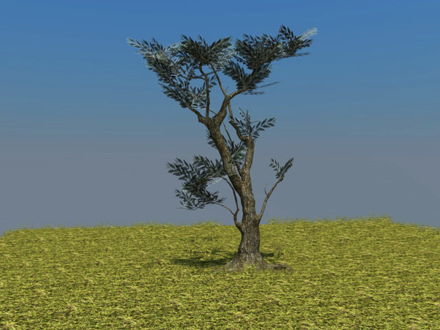 albero6.jpg