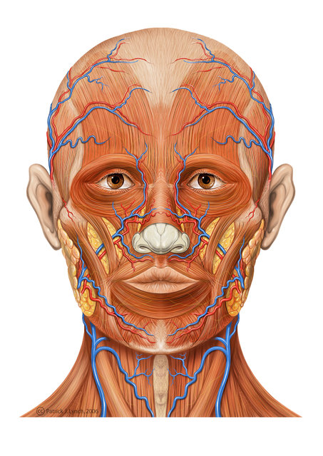 Head_ap_anatomy.jpg