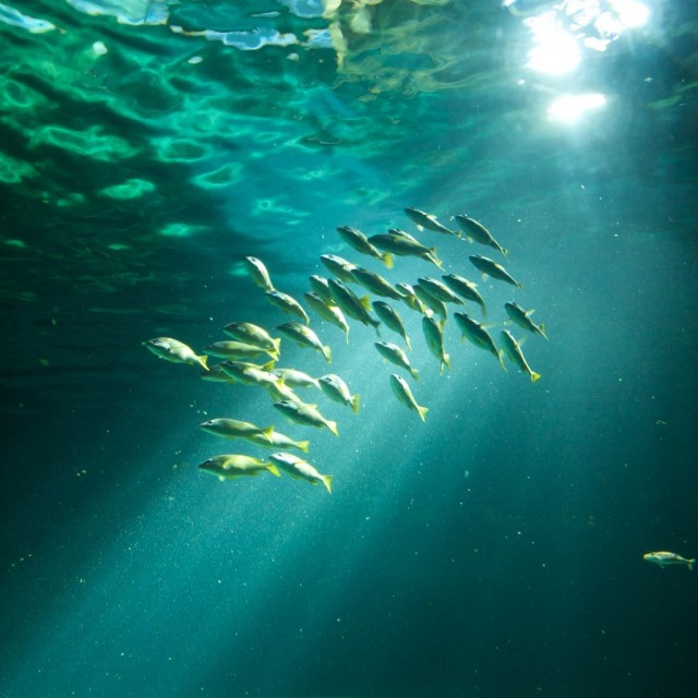 sunfish.jpg