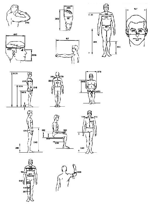 male-dimensions.gif