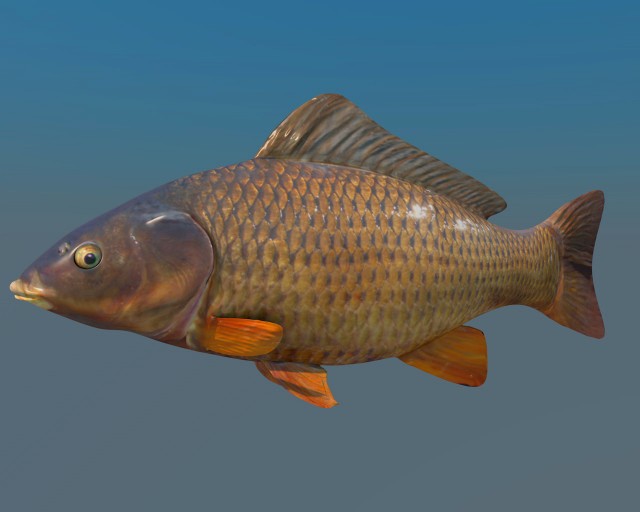 carpa0000.jpg