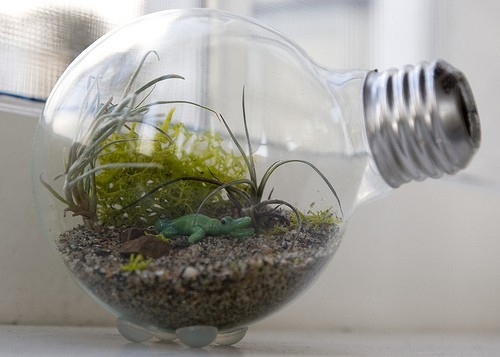 terrario-nella-lampadina.jpg