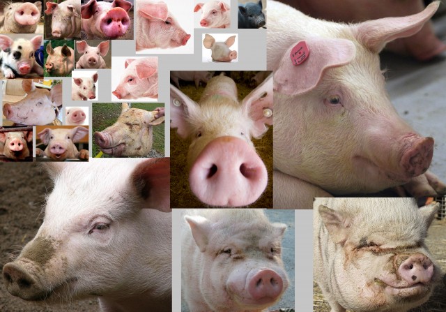 Pig_ref.jpg