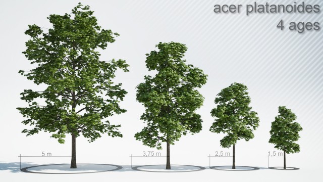 Acer_4_Trees_other_shapes_shared_01.jpg