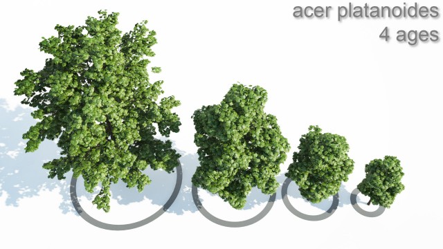Acer_4_Trees_other_shapes_shared_02.jpg