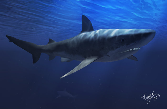 Shark_t_sanguigni.jpg