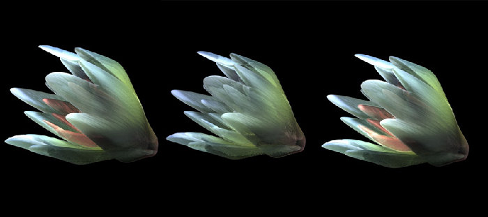 petali 1.jpg