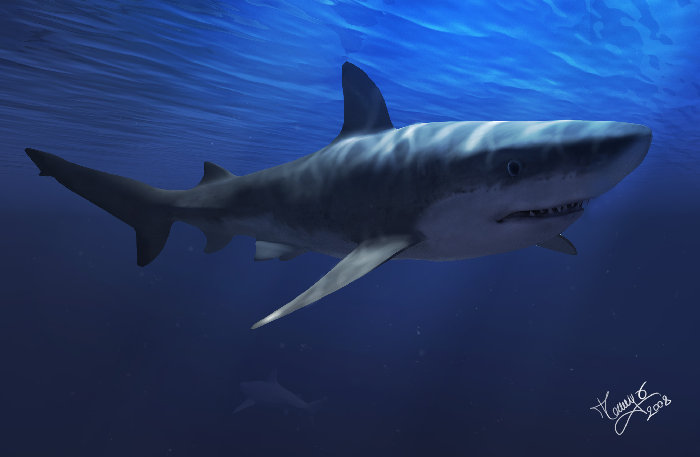 Shark_finale3.jpg