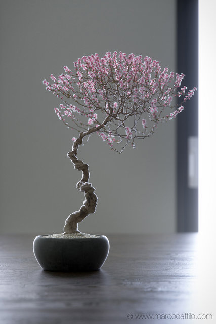 08_Bonsai_1.jpg