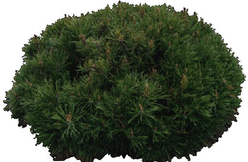 tree-a1.gif