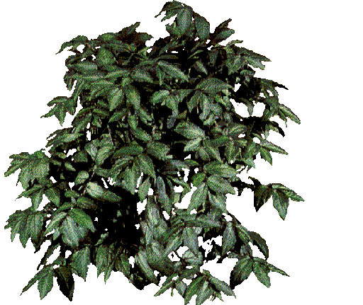 tree-a2.gif