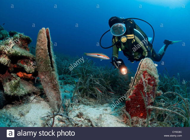 a-diver-and-noble-pen-shells-pinna-nobilis-protected-species-bodrum-CY0C8C.jpg